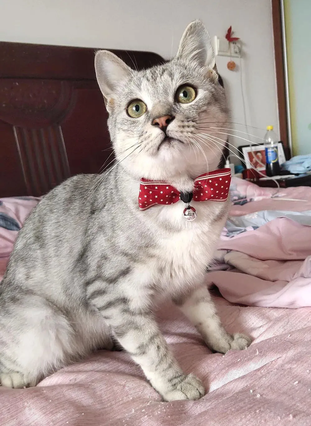 Christmas Themed Bowtie Breakaway Cat Collars