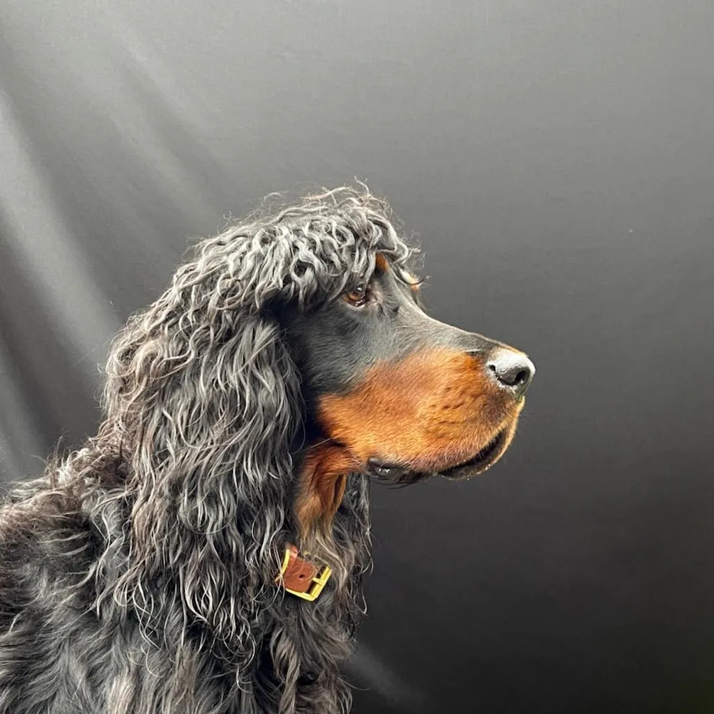 Coopers Toffee Brown Eco Italian Leather Dog Collar