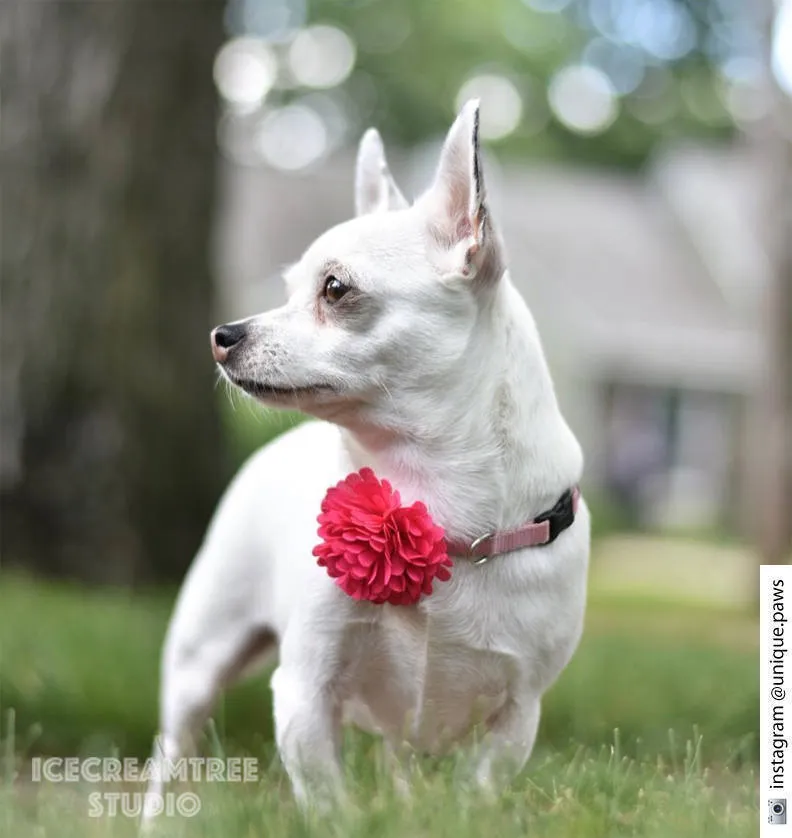PomPom French Vanilla Bloom Collar Slide On - Small Flower Collar Accessory